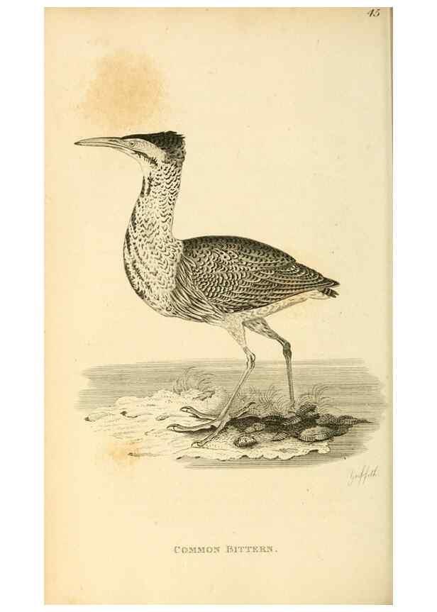 Reproducción/Reproduction 49830871486: General zoology, or Systematic natural history. London,Printed for G. Kearsley,1800-1826.. 