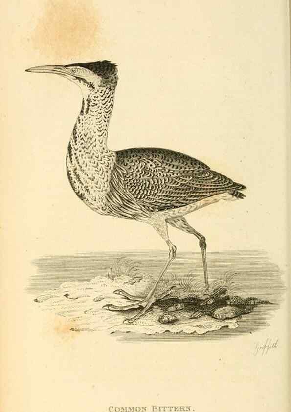 Reproducción/Reproduction 49830871486: General zoology, or Systematic natural history. London,Printed for G. Kearsley,1800-1826.. 