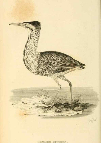 Reproducción/Reproduction 49830871486: General zoology, or Systematic natural history. London,Printed for G. Kearsley,1800-1826.. 