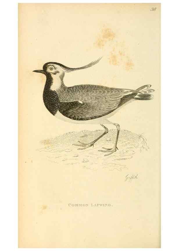 Reproducción/Reproduction 49830335543: General zoology, or Systematic natural history. London,Printed for G. Kearsley,1800-1826.. 