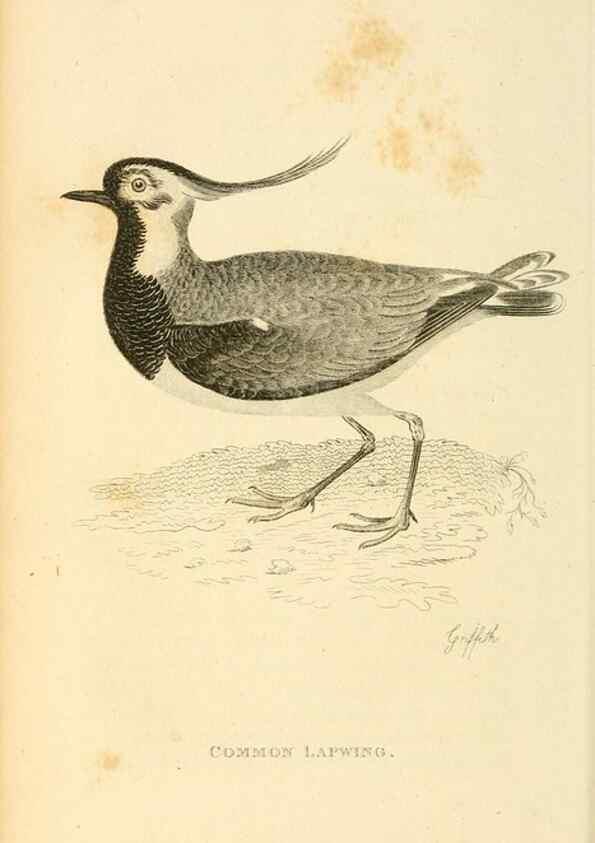 Reproducción/Reproduction 49830335543: General zoology, or Systematic natural history. London,Printed for G. Kearsley,1800-1826.. 