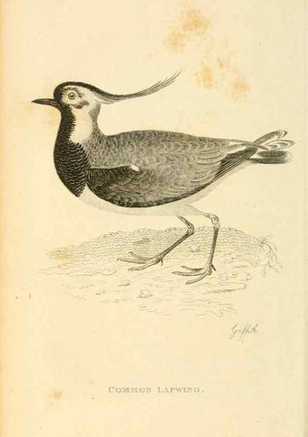 Reproducción/Reproduction 49830335543: General zoology, or Systematic natural history. London,Printed for G. Kearsley,1800-1826.. 