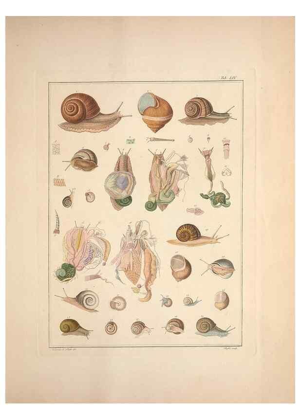 Reproducción/Reproduction 49830867346: Testacea utriusque Siciliae eorumque historia et anatome :. Parmae :Ex regio typographeio,MDCCXCI-MDCCCXXVI [1791-1827]. 