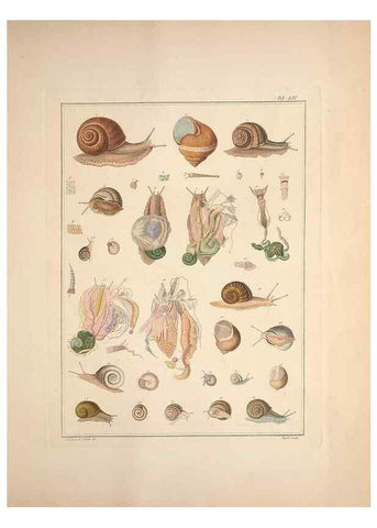 Reproducción/Reproduction 49830867346: Testacea utriusque Siciliae eorumque historia et anatome :. Parmae :Ex regio typographeio,MDCCXCI-MDCCCXXVI [1791-1827]. 