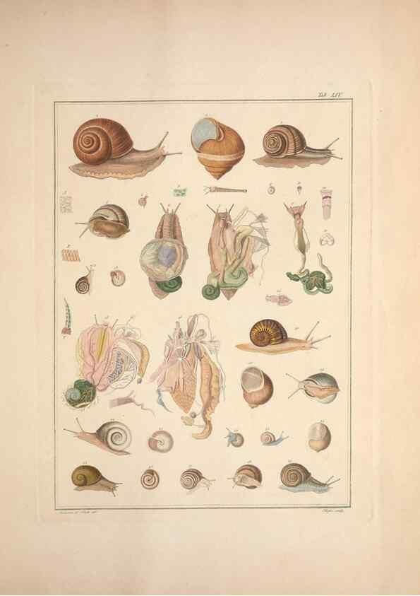 Reproducción/Reproduction 49830867346: Testacea utriusque Siciliae eorumque historia et anatome :. Parmae :Ex regio typographeio,MDCCXCI-MDCCCXXVI [1791-1827]. 