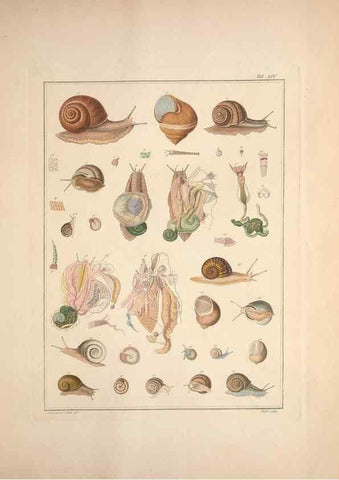 Reproducción/Reproduction 49830867346: Testacea utriusque Siciliae eorumque historia et anatome :. Parmae :Ex regio typographeio,MDCCXCI-MDCCCXXVI [1791-1827]. 