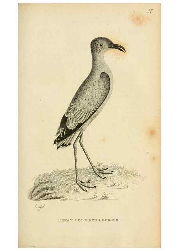 Reproducción/Reproduction 49830867241: General zoology, or Systematic natural history. London,Printed for G. Kearsley,1800-1826.. 