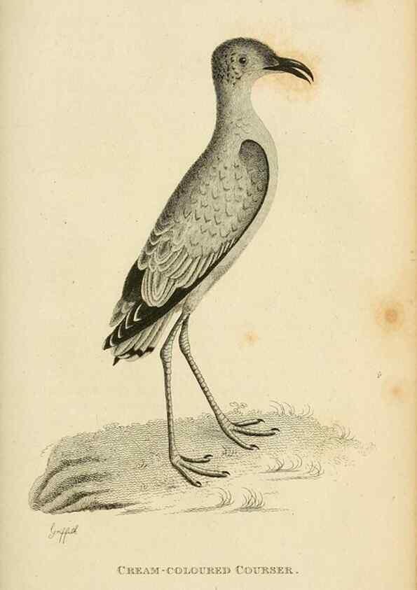 Reproducción/Reproduction 49830867241: General zoology, or Systematic natural history. London,Printed for G. Kearsley,1800-1826.. 
