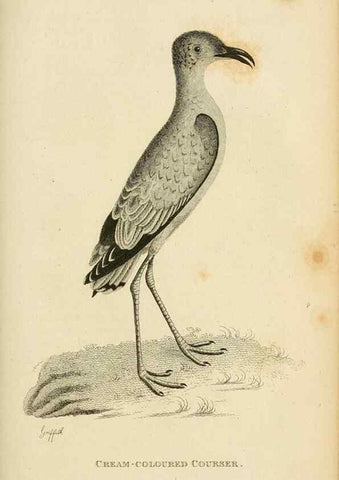 Reproducción/Reproduction 49830867241: General zoology, or Systematic natural history. London,Printed for G. Kearsley,1800-1826.. 