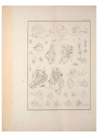 Reproducción/Reproduction 49830867061: Testacea utriusque Siciliae eorumque historia et anatome :. Parmae :Ex regio typographeio,MDCCXCI-MDCCCXXVI [1791-1827]. 