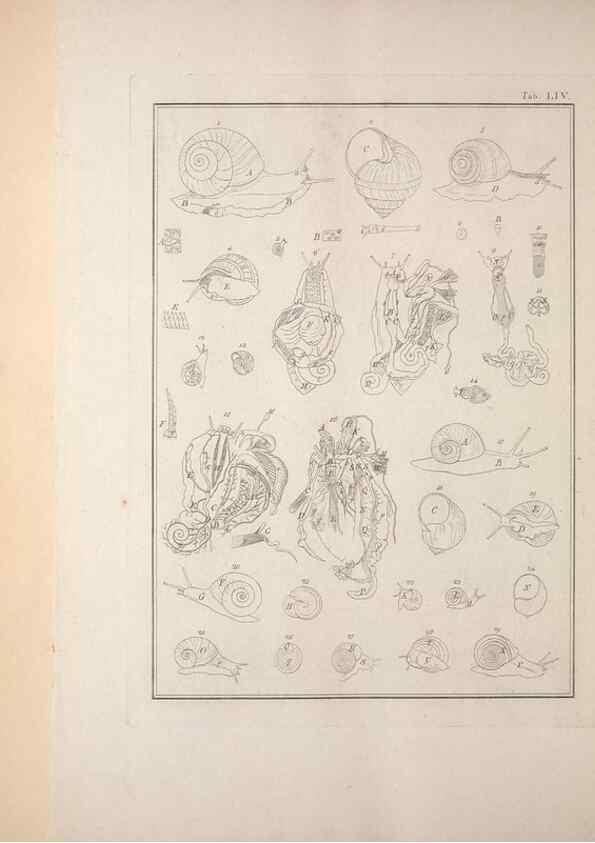 Reproducción/Reproduction 49830867061: Testacea utriusque Siciliae eorumque historia et anatome :. Parmae :Ex regio typographeio,MDCCXCI-MDCCCXXVI [1791-1827]. 