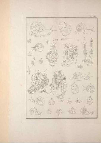 Reproducción/Reproduction 49830867061: Testacea utriusque Siciliae eorumque historia et anatome :. Parmae :Ex regio typographeio,MDCCXCI-MDCCCXXVI [1791-1827]. 