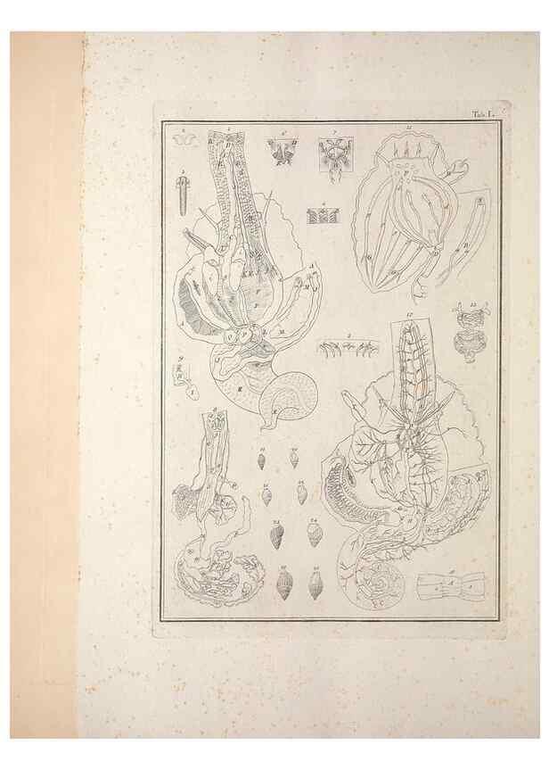 Reproducción/Reproduction 49831173052: Testacea utriusque Siciliae eorumque historia et anatome :. Parmae :Ex regio typographeio,MDCCXCI-MDCCCXXVI [1791-1827]. 