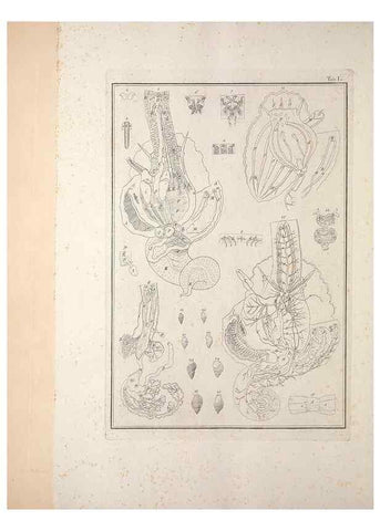 Reproducción/Reproduction 49831173052: Testacea utriusque Siciliae eorumque historia et anatome :. Parmae :Ex regio typographeio,MDCCXCI-MDCCCXXVI [1791-1827]. 