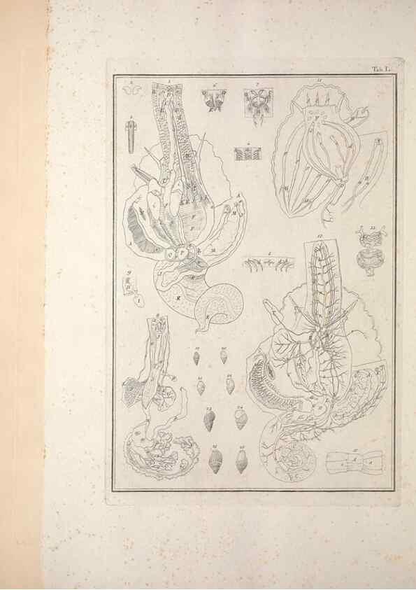 Reproducción/Reproduction 49831173052: Testacea utriusque Siciliae eorumque historia et anatome :. Parmae :Ex regio typographeio,MDCCXCI-MDCCCXXVI [1791-1827]. 