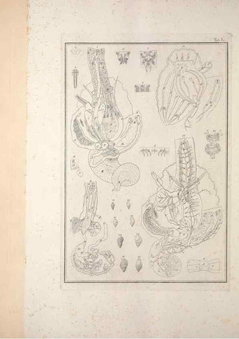 Reproducción/Reproduction 49831173052: Testacea utriusque Siciliae eorumque historia et anatome :. Parmae :Ex regio typographeio,MDCCXCI-MDCCCXXVI [1791-1827]. 