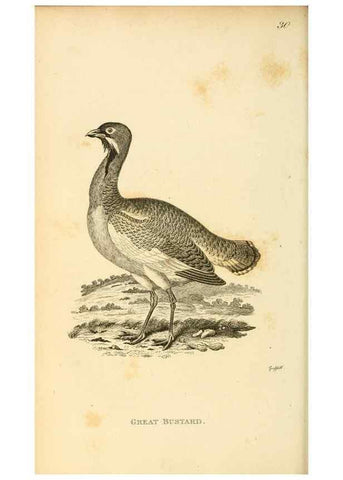 Reproducción/Reproduction 49830331928: General zoology, or Systematic natural history. London,Printed for G. Kearsley,1800-1826.. 