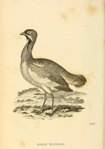 Reproducción/Reproduction 49830331928: General zoology, or Systematic natural history. London,Printed for G. Kearsley,1800-1826.. 
