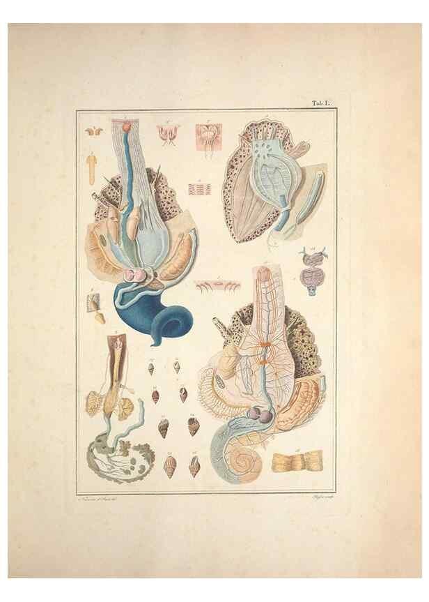 Reproducción/Reproduction 49830864476: Testacea utriusque Siciliae eorumque historia et anatome :. Parmae :Ex regio typographeio,MDCCXCI-MDCCCXXVI [1791-1827]. 