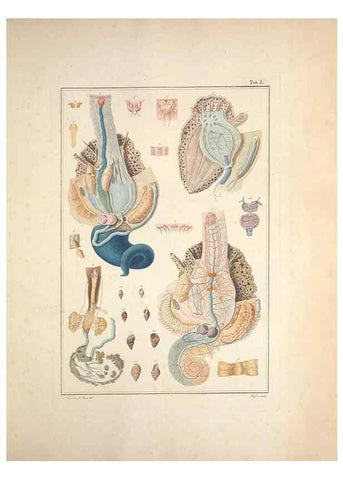 Reproducción/Reproduction 49830864476: Testacea utriusque Siciliae eorumque historia et anatome :. Parmae :Ex regio typographeio,MDCCXCI-MDCCCXXVI [1791-1827]. 