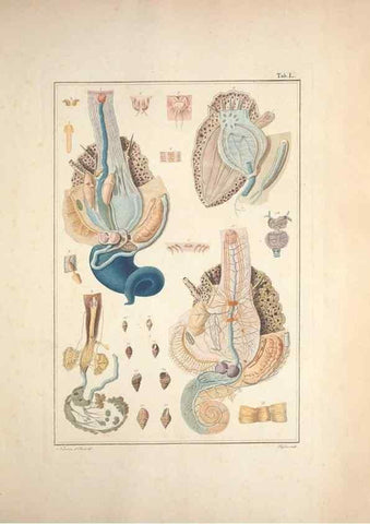 Reproducción/Reproduction 49830864476: Testacea utriusque Siciliae eorumque historia et anatome :. Parmae :Ex regio typographeio,MDCCXCI-MDCCCXXVI [1791-1827]. 