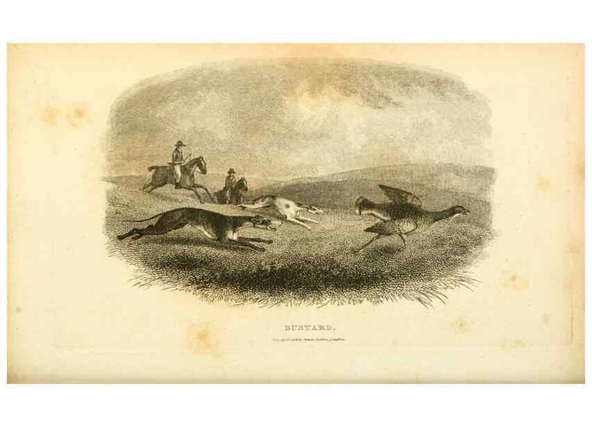 Reproducción/Reproduction 49831173792: General zoology, or Systematic natural history. London,Printed for G. Kearsley,1800-1826.. 