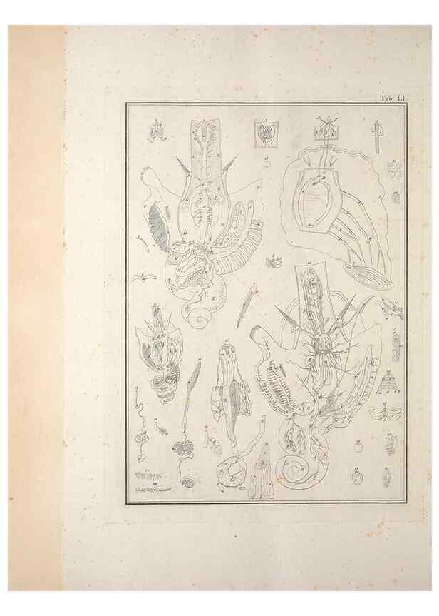 Reproducción/Reproduction 49830864806: Testacea utriusque Siciliae eorumque historia et anatome :. Parmae :Ex regio typographeio,MDCCXCI-MDCCCXXVI [1791-1827]. 