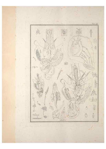 Reproducción/Reproduction 49830864806: Testacea utriusque Siciliae eorumque historia et anatome :. Parmae :Ex regio typographeio,MDCCXCI-MDCCCXXVI [1791-1827]. 