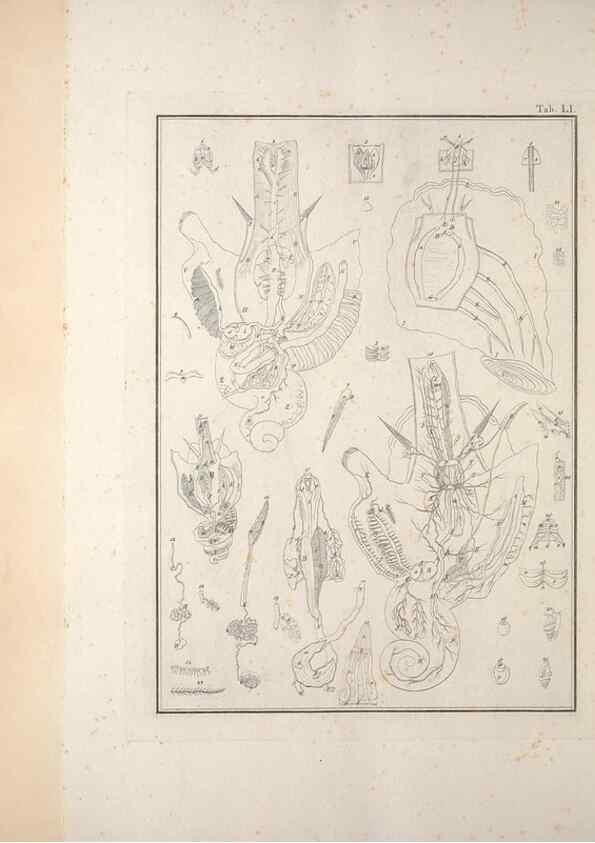 Reproducción/Reproduction 49830864806: Testacea utriusque Siciliae eorumque historia et anatome :. Parmae :Ex regio typographeio,MDCCXCI-MDCCCXXVI [1791-1827]. 