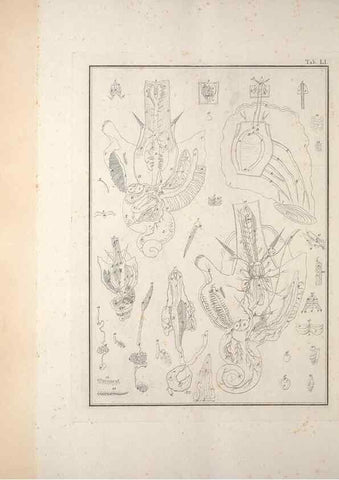 Reproducción/Reproduction 49830864806: Testacea utriusque Siciliae eorumque historia et anatome :. Parmae :Ex regio typographeio,MDCCXCI-MDCCCXXVI [1791-1827]. 