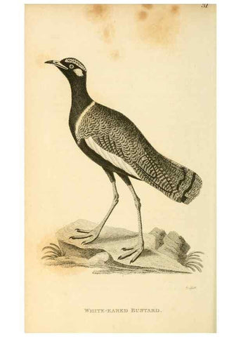 Reproducción/Reproduction 49830865031: General zoology, or Systematic natural history. London,Printed for G. Kearsley,1800-1826.. 