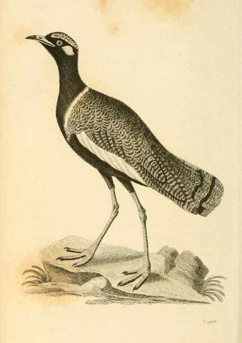Reproducción/Reproduction 49830865031: General zoology, or Systematic natural history. London,Printed for G. Kearsley,1800-1826.. 