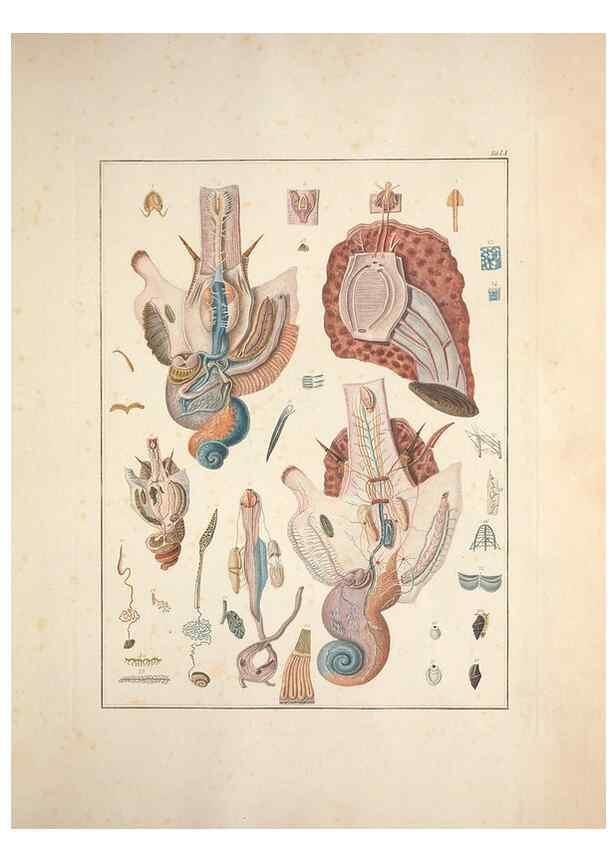 Reproducción/Reproduction 49831174227: Testacea utriusque Siciliae eorumque historia et anatome :. Parmae :Ex regio typographeio,MDCCXCI-MDCCCXXVI [1791-1827]. 
