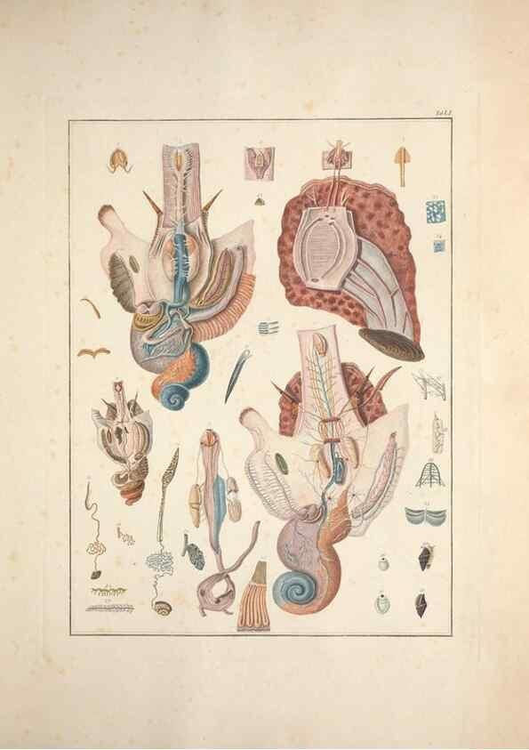 Reproducción/Reproduction 49831174227: Testacea utriusque Siciliae eorumque historia et anatome :. Parmae :Ex regio typographeio,MDCCXCI-MDCCCXXVI [1791-1827]. 