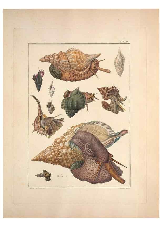 Reproducción/Reproduction 49830863631: Testacea utriusque Siciliae eorumque historia et anatome :. Parmae :Ex regio typographeio,MDCCXCI-MDCCCXXVI [1791-1827]. 