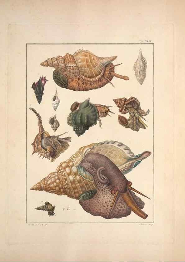 Reproducción/Reproduction 49830863631: Testacea utriusque Siciliae eorumque historia et anatome :. Parmae :Ex regio typographeio,MDCCXCI-MDCCCXXVI [1791-1827]. 