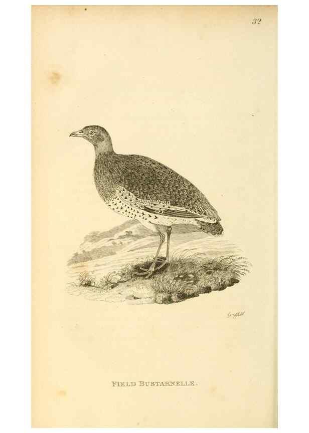 Reproducción/Reproduction 49830865356: General zoology, or Systematic natural history. London,Printed for G. Kearsley,1800-1826.. 