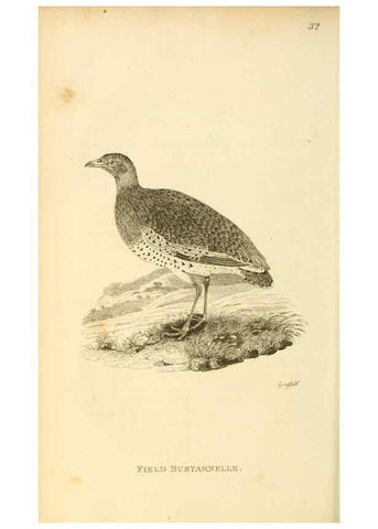Reproducción/Reproduction 49830865356: General zoology, or Systematic natural history. London,Printed for G. Kearsley,1800-1826.. 