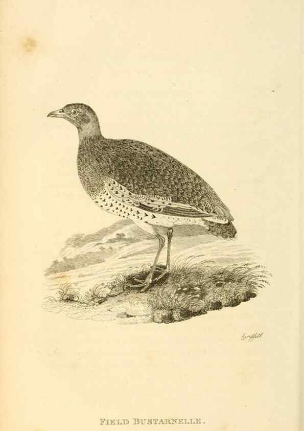 Reproducción/Reproduction 49830865356: General zoology, or Systematic natural history. London,Printed for G. Kearsley,1800-1826.. 