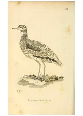 Reproducción/Reproduction 49830333568: General zoology, or Systematic natural history. London,Printed for G. Kearsley,1800-1826.. 