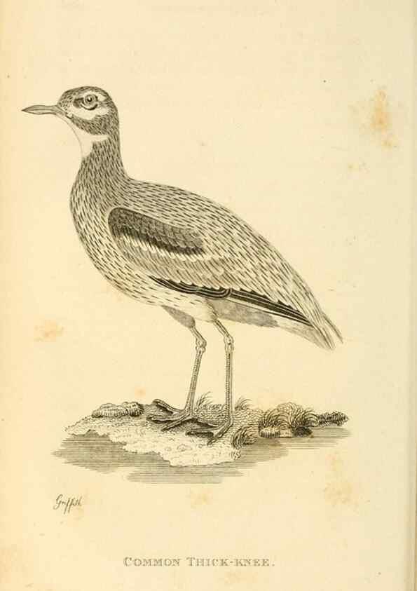Reproducción/Reproduction 49830333568: General zoology, or Systematic natural history. London,Printed for G. Kearsley,1800-1826.. 
