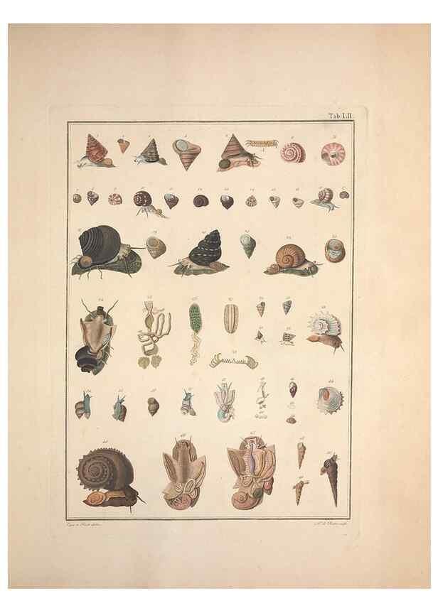 Reproducción/Reproduction 49831175127: Testacea utriusque Siciliae eorumque historia et anatome :. Parmae :Ex regio typographeio,MDCCXCI-MDCCCXXVI [1791-1827]. 