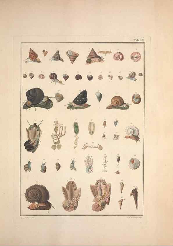 Reproducción/Reproduction 49831175127: Testacea utriusque Siciliae eorumque historia et anatome :. Parmae :Ex regio typographeio,MDCCXCI-MDCCCXXVI [1791-1827]. 