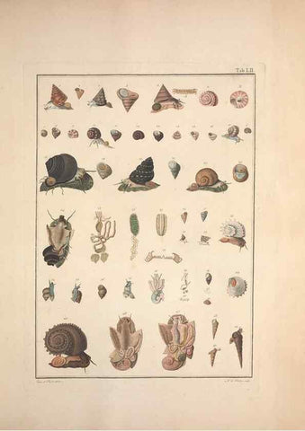 Reproducción/Reproduction 49831175127: Testacea utriusque Siciliae eorumque historia et anatome :. Parmae :Ex regio typographeio,MDCCXCI-MDCCCXXVI [1791-1827]. 