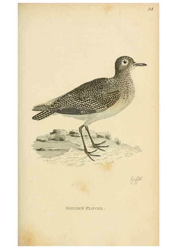 Reproducción/Reproduction 49831175272: General zoology, or Systematic natural history. London,Printed for G. Kearsley,1800-1826.. 