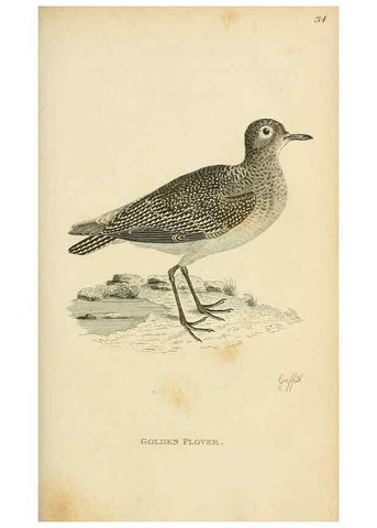 Reproducción/Reproduction 49831175272: General zoology, or Systematic natural history. London,Printed for G. Kearsley,1800-1826.. 