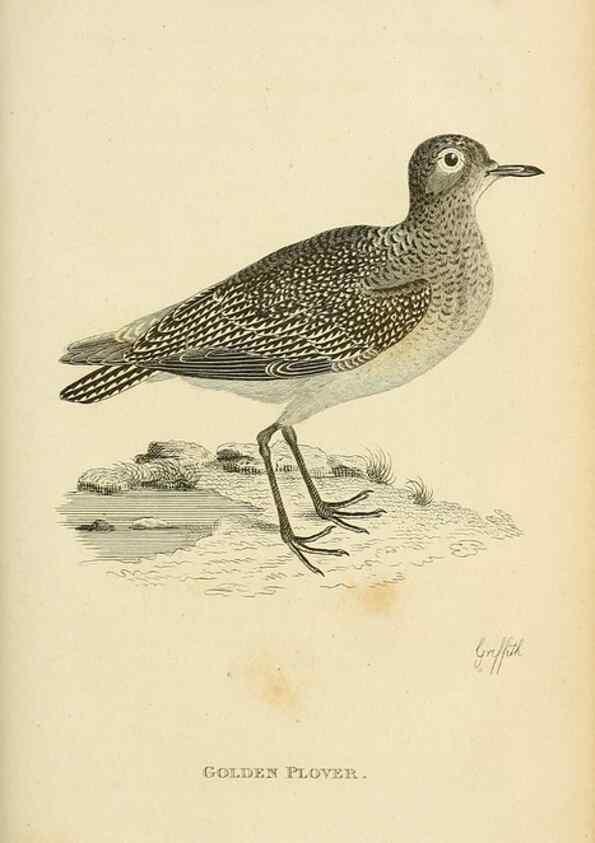 Reproducción/Reproduction 49831175272: General zoology, or Systematic natural history. London,Printed for G. Kearsley,1800-1826.. 