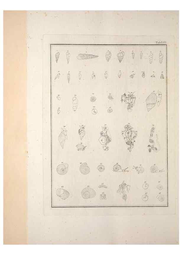 Reproducción/Reproduction 49831175442: Testacea utriusque Siciliae eorumque historia et anatome :. Parmae :Ex regio typographeio,MDCCXCI-MDCCCXXVI [1791-1827]. 