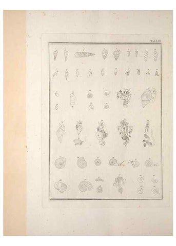 Reproducción/Reproduction 49831175442: Testacea utriusque Siciliae eorumque historia et anatome :. Parmae :Ex regio typographeio,MDCCXCI-MDCCCXXVI [1791-1827]. 