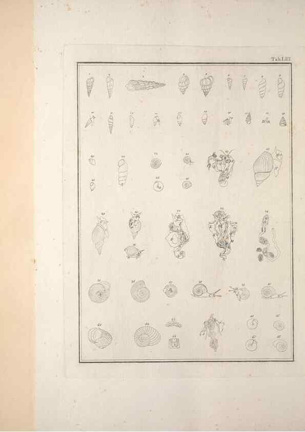 Reproducción/Reproduction 49831175442: Testacea utriusque Siciliae eorumque historia et anatome :. Parmae :Ex regio typographeio,MDCCXCI-MDCCCXXVI [1791-1827]. 